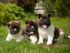 Photo №3. Akita-puppy's, reu en teef. Austria