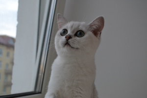 Photo №4. I will sell british shorthair in the city of Yaroslavl. from nursery - price - 246$