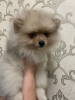 Photo №1. pomeranian - for sale in the city of Гронинген | negotiated | Announcement № 41450