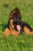 Additional photos: TSARI & GRANT German Shepherd Kennel offers puppies