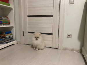 Photo №2 to announcement № 4107 for the sale of pomeranian - buy in Russian Federation breeder