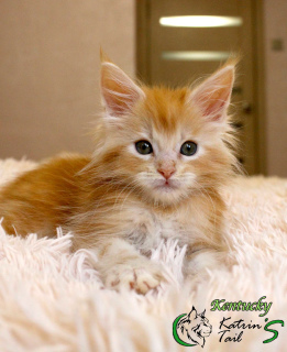 Photo №4. I will sell maine coon in the city of St. Petersburg. from nursery, breeder - price - 609$