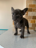 Photo №2 to announcement № 124648 for the sale of french bulldog - buy in Germany private announcement, breeder