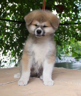 Photo №4. I will sell akita in the city of Russia. from nursery, breeder - price - negotiated