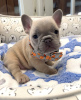 Photo №2 to announcement № 103600 for the sale of french bulldog - buy in Canada private announcement, breeder