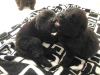Photo №1. newfoundland dog - for sale in the city of Żmigród | 572$ | Announcement № 29600