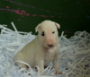 Additional photos: Bull terrier puppies