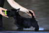 Photo №1. scottish terrier - for sale in the city of Simferopol | negotiated | Announcement № 11166