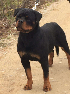 Photo №2 to announcement № 2513 for the sale of rottweiler - buy in Lithuania from nursery, breeder