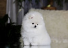 Photo №2 to announcement № 120044 for the sale of pomeranian - buy in Germany private announcement