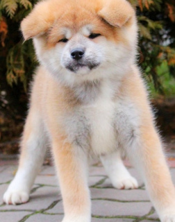 Photo №1. akita - for sale in the city of Киев | 350$ | Announcement № 4719