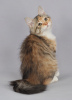Photo №1. siberian cat - for sale in the city of Penza | negotiated | Announcement № 93496