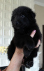 Photo №1. groenendael dog - for sale in the city of Kiev | 800$ | Announcement № 17204