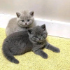 Photo №1. british shorthair - for sale in the city of Helsinki | 370$ | Announcement № 119524