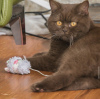 Additional photos: British shorthaircute little kitten available now for rehoming