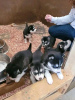 Photo №1. siberian husky - for sale in the city of Barcelona | Is free | Announcement № 107688