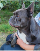 Additional photos: French bulldog carrier lilac