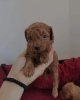 Photo №3. Red dwarf poodle puppies. Serbia