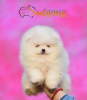 Photo №3. High quality Pomeranian puppies. Serbia