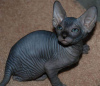 Photo №2 to announcement № 97591 for the sale of sphynx cat - buy in Germany private announcement, from the shelter, breeder