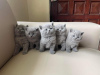 Photo №1. british shorthair - for sale in the city of Austin | negotiated | Announcement № 108919