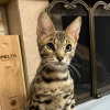 Photo №2 to announcement № 36697 for the sale of savannah cat - buy in United Kingdom private announcement, from nursery, breeder