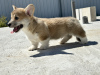 Photo №1. welsh corgi - for sale in the city of Италијани | negotiated | Announcement № 103888