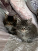 Photo №2 to announcement № 109190 for the sale of maine coon - buy in Netherlands private announcement