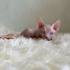 Photo №2 to announcement № 87610 for the sale of sphynx cat - buy in United States private announcement