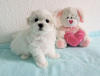 Photo №1. maltese dog - for sale in the city of Антверпен | Is free | Announcement № 125095