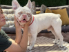Photo №2 to announcement № 107775 for the sale of french bulldog - buy in Serbia private announcement