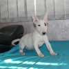 Additional photos: Miniature bull terrier puppies