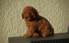 Additional photos: Mini Poodle, red and apricot colors