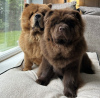 Photo №2 to announcement № 105193 for the sale of chow chow - buy in Germany breeder