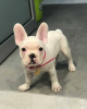 Photo №4. I will sell french bulldog in the city of Trier. breeder - price - 1268$