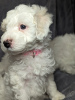 Photo №2 to announcement № 93417 for the sale of maltese dog - buy in United States private announcement