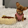 Photo №2 to announcement № 127660 for the sale of chihuahua - buy in Finland private announcement, breeder