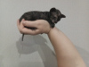 Additional photos: Don Sphynx kittens for sale. 2 gray rubber boys and 2 graphite girls