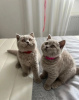 Photo №1. british shorthair - for sale in the city of Афины | Is free | Announcement № 105776