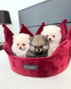 Photo №1. pomeranian - for sale in the city of Kálfafell | 260$ | Announcement № 27702