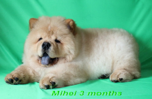 Photo №4. I will sell chow chow in the city of Baranovichi. private announcement - price - negotiated