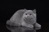 Photo №1. british shorthair - for sale in the city of Криводановка | negotiated | Announcement № 115056