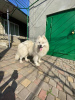 Additional photos: Samoyed premium puppies