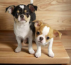 Photo №1. chihuahua - for sale in the city of Helsinki | negotiated | Announcement № 88141