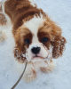 Photo №2 to announcement № 40116 for the sale of cavalier king charles spaniel - buy in Russian Federation breeder