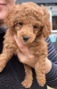 Photo №1. poodle (toy) - for sale in the city of Berlin | 300$ | Announcement № 90877