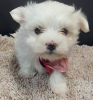 Photo №1. maltese dog - for sale in the city of Lille | 371$ | Announcement № 107575