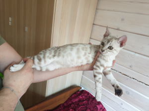 Photo №2 to announcement № 1487 for the sale of bengal cat - buy in Russian Federation from nursery