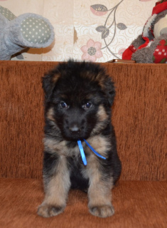 Additional photos: German Shepherd. D / n. German shepherd. L / W Puppies