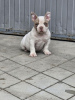 Additional photos: American Bully Micro Pocket